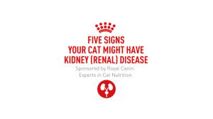 REPACKED ROYAL CANIN RENAL CAT DRY FOOD repack makanan kucing ckd sakit buah pinggang