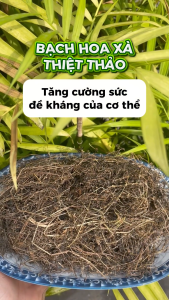 1kg Trà bạch hoa xà thiệt thảo - Thảo Dược Tấn Phát