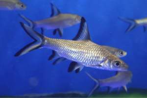 SILVER SHARKH 2PCS  IKAN HIASAN AQUARIUM