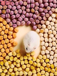 Bánh sữa hấp Yee 4 vị cho hamster đuôi mập rat và thú nhỏ khác