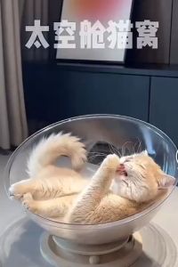 EZPET Katil Kucing Kapsul Tempat Tidur Haiwan Sarang Kucing Transparent Cat Space Capsule Bed Pet Nest Cat Bed Sleeping Bed with Catnip Ball Toy Cat House Cat Toy 猫窝 太空舱猫窝 猫咪睡床