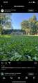 Biji Benih Rumput Cow Grass [+7000PC] Seed Rumput Cantik Axonopus Compresus Taman Rumput Padang Bola Rumput Carpet. 