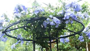 ซูมกูหลาบ ซูมกูหลาบลูก กูหลาบเลือย สูมไม้ลูก เล็กแข็งแรง ท่อเล็กเคลือบ PE กันสนิม โครงกูหลาบลูก