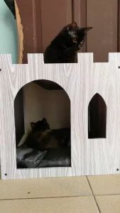 PRODUSEN RUMAH KANDANG KUCING UKURAN BESAR MODEL CASTIL HARGA MURAH BONUS BANTAL