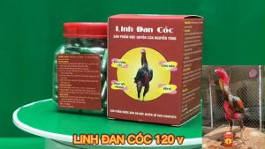 LINH ĐAN CÓC Gà chắc khỏe gân cốt gân gối dẻo dai cho gà đá gà đòn gà tre Cự Mạnh Ham Chiến Đấu.LỌ 120 VIÊN