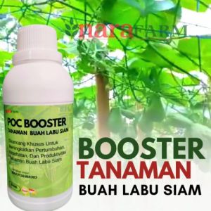 Pupuk pelebat buah labu siamPupuk buat buah labu siamPupuk penyubur buah labu siam