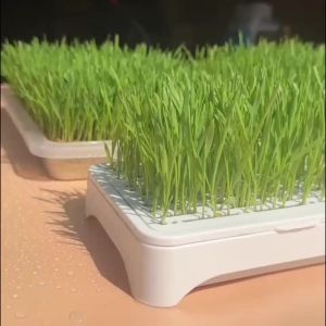Indoor Pet Cat Grass Planter Box Complete Soilless Hydroponic Kit With Durable Plastic Container Fresh Wheatgrass