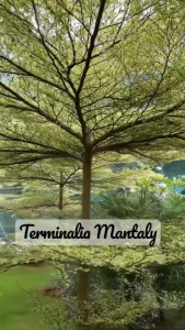 African Talisay Variegated Layering Tree! LIVE PLANT