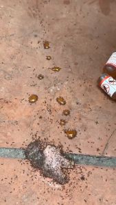 Combo 10 lọ chế phẩm sinh học diệt kiến gián Hiển Anh