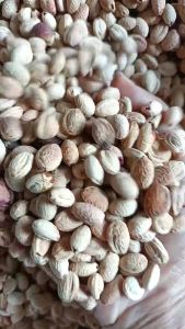 200gram hạt mai hoa đào giống