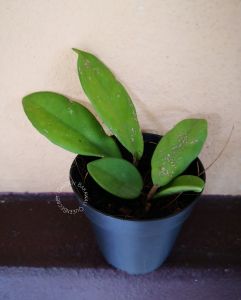 live Plant Hoya Carnosa with flower Pot( White/Red/Yellow/PinkColorOrchid)毬蘭
