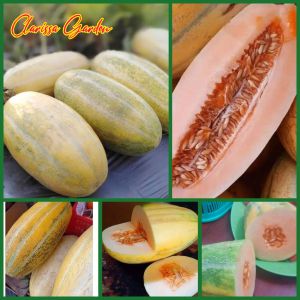 BIJI / BENIH TANAMAN TIMUN MAS ORANGE MANIS RENYAH