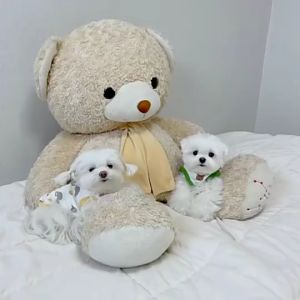 Áo ba lỗ cho Chó Mèo hình gấu và chú sóc nhỏ (mẫu mới) - Love Pets Shop