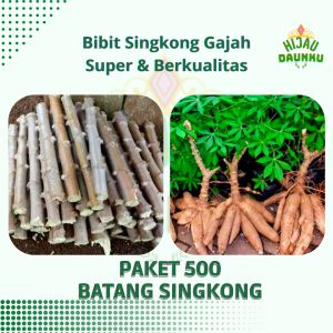 500 Bibit Batang Singkong gajah super Unggul siap tanam