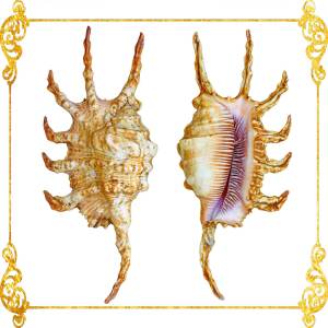 Lambis Scorpio | Scorpio Conch | 5 - 7 Inches