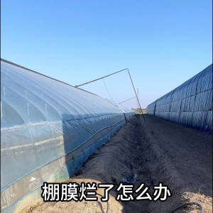 50meter PE Greenhouse Film Repair Tape Self-Adhesive Tape UV Resistant Waterproof Extra Strong Plastic Tunnel Greenhouse Film