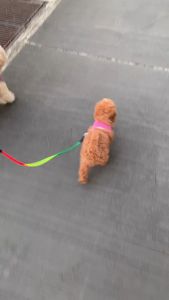 Bộ dây dắt Chó Mèo 2 đầu kèm yếm bảy sắc cầu vồng - Love Pets Shop