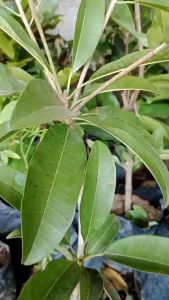 Bibit Sawo Mentimun Okulasi Unggul