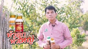 ชูดรวมเพชรดำแช่ท่อน เพชรดำลงหัว เร่งเปิดตาใบ เพิ่มการแตกราก หัวดก เพชรดำลงหัว 500cc และท่อนเพชรดำ 500cc เพิ่มจำนวนหัวมัน ป้องกันเพลี้ยแป้ง คุณสามารถเลือก