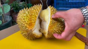 Dụng Cụ Khui Sầu Riêng Tiện Lợi - Kìm Mở Vỏ Sầu Riêng Tách Lấy Cơm Sầu Riêng