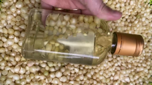 Tinh dầu Tràm Huế Ngâm Củ Nén 100ml Mệ Hường- Chăm sóc mẹ và bé