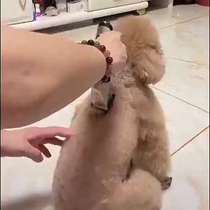 TOOL PET CLIPPER Mesin Alat Cukur Hewan Binatang Cukuran Kucing Anjing / Pencukur Bulu Kucing / Alat Cukur Bulu Kucing