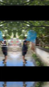 ไข่มดแดง สวิงสอย สวิงสอยไข่มดแดง มดแดง ที่สอยผลไม้ สวิง ตา หุ้น แหย่ไข่มดแดง