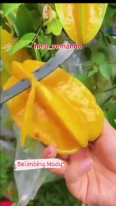 Bibit Belimbing Madu Jumbo Super Okulasi