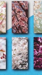 Hiasan Dinding Sakura & Aksesori Dekorasi Rumah Estetik