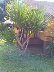 จันผา ไม้เพาะจากเมล็ด ลำต้นสูง 70 เซนติเมตร