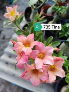 Adenium Obesum Bonsai ID 735 Tina 富贵花
