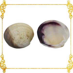 2 Pieces | Gray Cockle | Chowder Cockle | 2 - 3 Inches