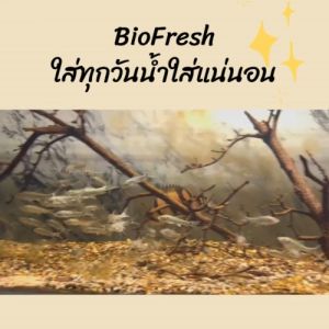 จุลินทรีย์ แบคทีเรีย บ่อปลา ตู้ปลา น้ำใส ลดตะไคร่ ย่อยของเสีย ลดกลิ่น