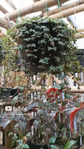 Tanaman Hias Gantung Pilea Gualuka & Baby Tears: Panduan Lengkap