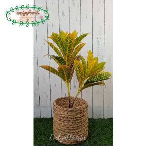 Pohon Daun Puring Worten X2 T50 Semi Latex Artificial Pot Dasar Hitam Cover Eceng Gondok Medium Dekorasi Taman Hiasan Rumah Aesthetic