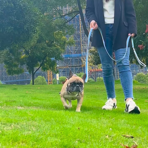 Bộ dây dắt Chó kèm vòng cổ bằng vải canvas chắc chắn (mẫu mới) - Hara Pet Store