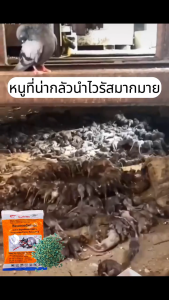 🐭ไม่มีผล คืนเงิน 10 เท่า🐭ยาเบื่อ เบื่อหนูแห้ง ฆ่าหนู เบื่อหนู กำจัดหนูในบ้าน ฆ่าหนูแห้ง กำจัดหนูบ้าน เบื่อหนูแรง เหยื่อดักหนู กำจัดหนู ยาฆ่าหนู สะตอมยาเบื่อหนู ยาเบื่อ หนูตายแห้ง ยาเบื่อหนูแห้ง ขนมหนูตายแห้ง ยาเบื่อหนูเม็ด ฆ่าหนูในบ้าน ยาเบื่อหนูบ้าน