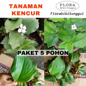 Paket Murah - 5 Bibit tanaman kencur rempah kencur siap tanam