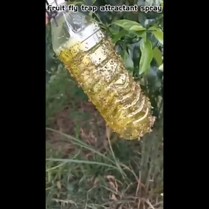 Fruit Fly Trap Attractant Spray 450ml Long-Lasting Stickiness Rainproof Supernet Insect Orchard Trap