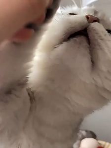 MEOWLO ORI CATURE FREEZE DRIED TEETH CLEANING TREATS ORAL CARE FOR CAT 小壳冻干洁齿棒