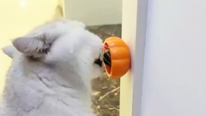 PS-1535 "Happy Pumpkin" บอลแคทนิปติดผนัง เพื่อสุขภาพจิตที่ดีของแมว!