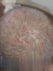 ป้องกันรังแคและคัน ไม่ทำร้ายหนังศีรษ แชมพูขจัดรังแค100ml ควบคุมความมัน ขจัดรังแค บำรุงรากผม ลดผมร่วง（ดูแลหนังศีรษะ แชมพู แชมพูรักษารังแค ยาสระผมเชื้อรา แชมพูแก้ผมหงอก บำรุงหนังศีรษะ ยาสระผมแก้เชื้อรา แชมพูคัน ลดรังแค ยาสระผม ยาสระผมเชื้อรา มีรังแค）