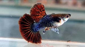 GUPPY RED DRAGON HALFMOON PAIR (GRADE) B40