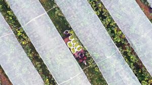 3*10m Garden Netting Insect Netting Crops Greenhouse Row Cover Protection Mesh Net