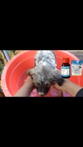 Hantox 200 Trị ve ghẻ bọ chét dùng cho chó mèo