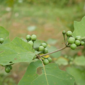 เมล็ดพันธุ์ มะเขือพวงไร้หนามดกแท้ (ซองรีเทล)