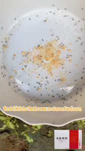 🐜ติดเชื้อตายทั้งรัง🐜กำจัดมด ผงกำจัดมด เหยื่อกำจัดมด ยาฆ่ามดแดงไฟ เหยื่อมด 10 ช่องเล็ก/กล่อง ยากำจัดมด สำหรับมดทุกชนิด กำจัดรังง่าย ยากำจัดมดแดงไฟ เจลกำจัดปลวก น้ำยากำจัดปลวก ยากำจัดมดคันไฟ ยากำจัดปลวก ยาฆ่ามดในบ้าน เหยื่อกำจัดปลวก ผงกำจัดปลวก ant killer