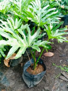 sahod yaman celum 2ft tall size (FOR LUZON AREA ONLY)