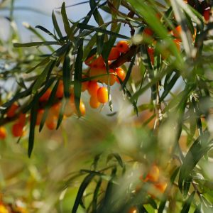 PASSILOOK Seaberry Juice 100mlx8s - High Vistamin C and Omega Rich Himalaya Seaberry Juice