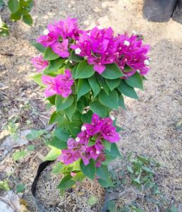 21JEWEL BOUGAINVILLEA MOTHER PLANT LIVE PLANT